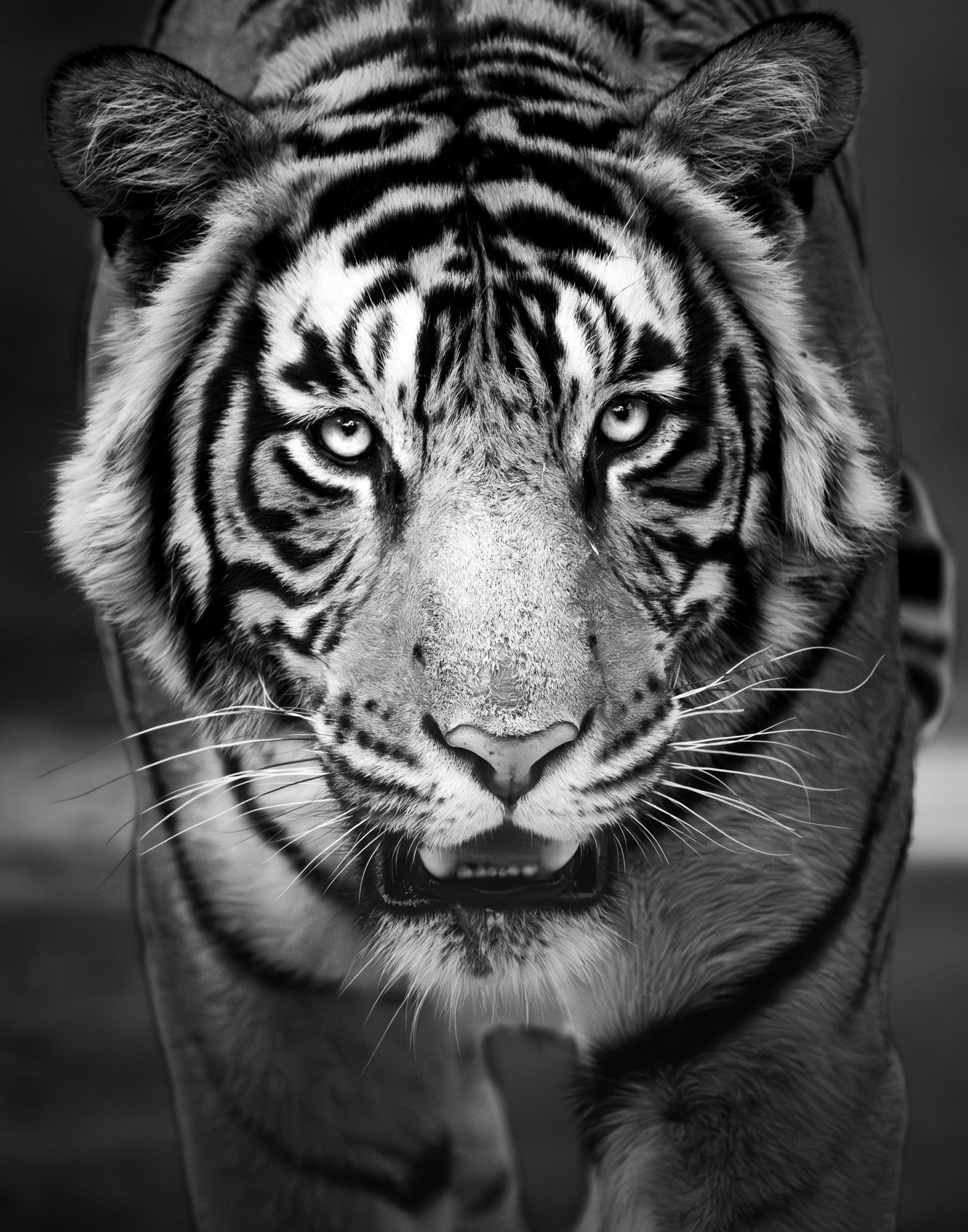 II. Dominion - Visiting This World