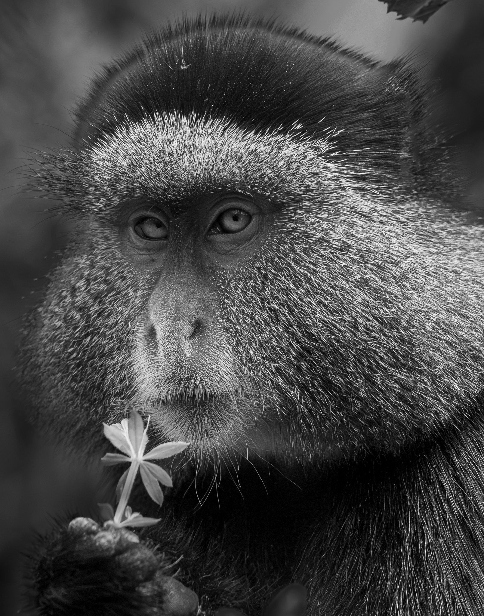 IX. Reverie - Visiting This World