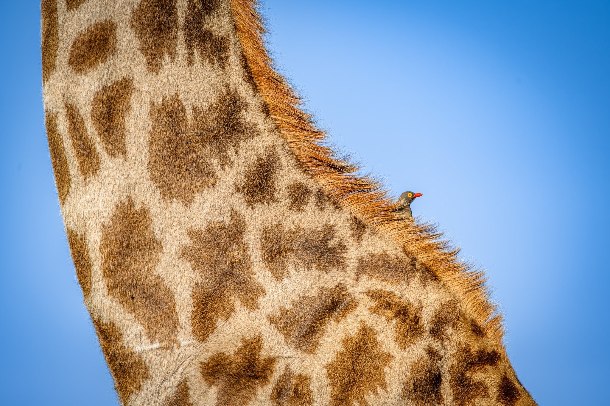 Passenger - Visiting This World