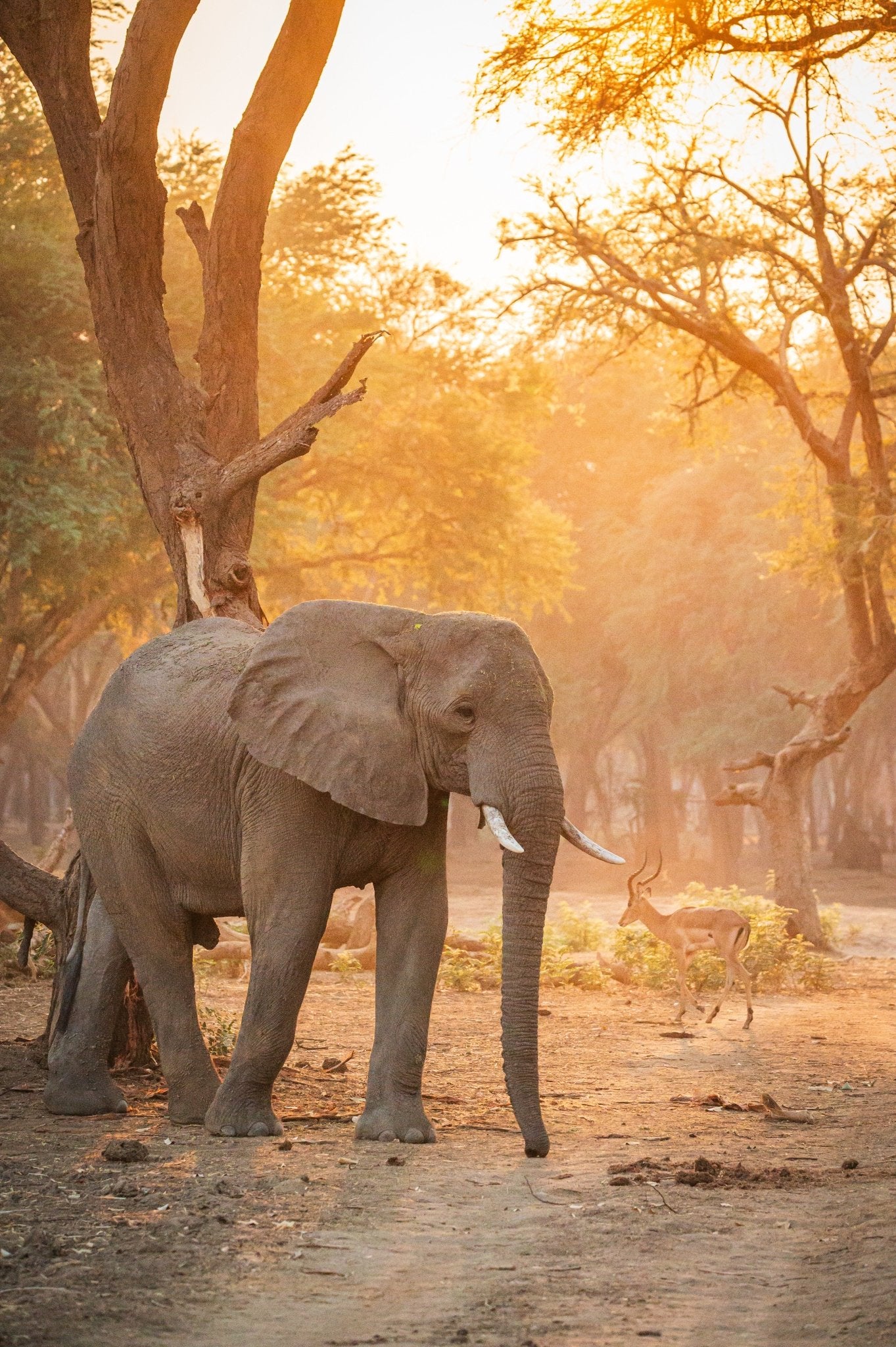 The Dust Between Things - Visiting This World