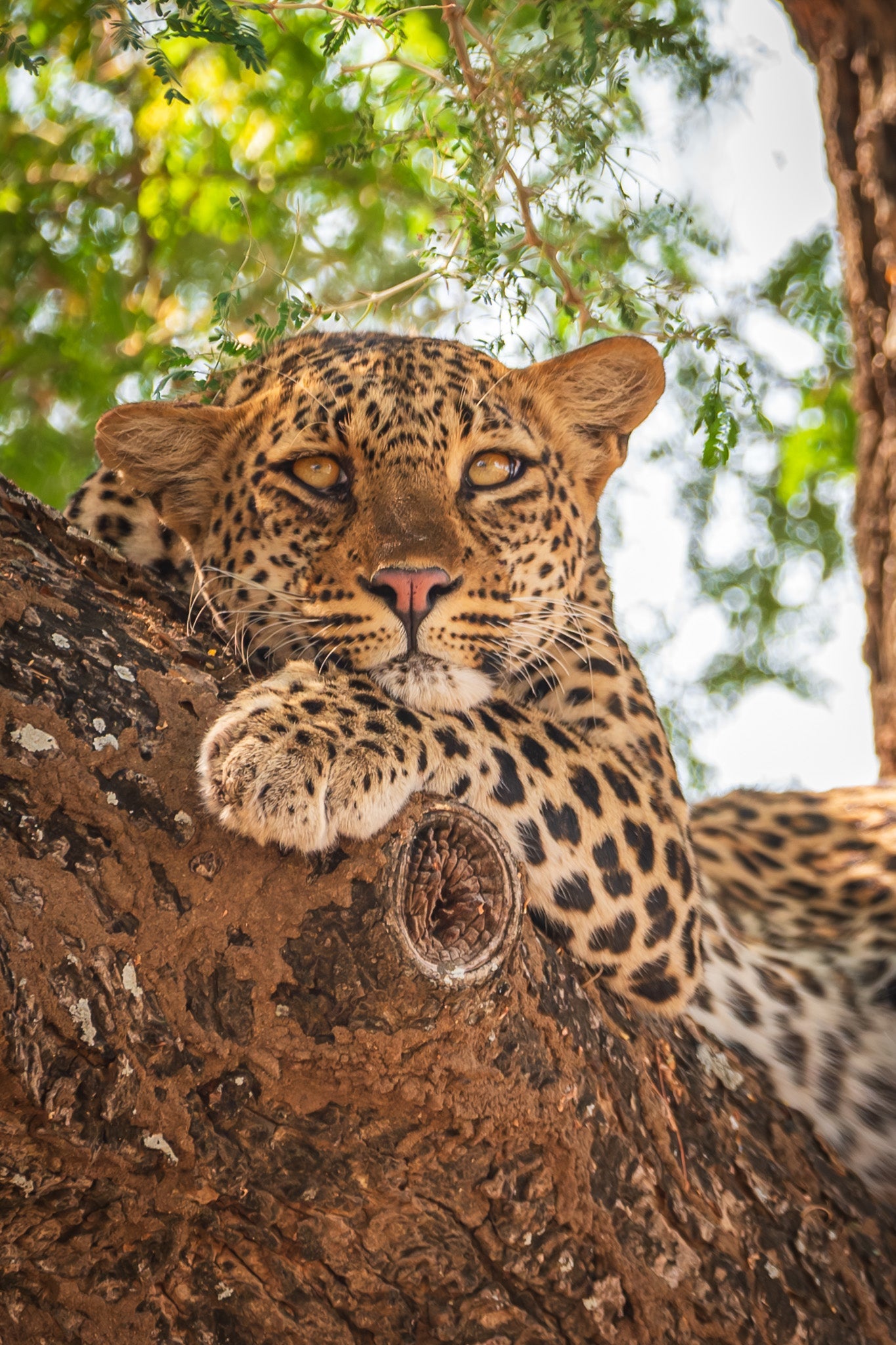 The Lions Are Still Sleeping - Visiting This World