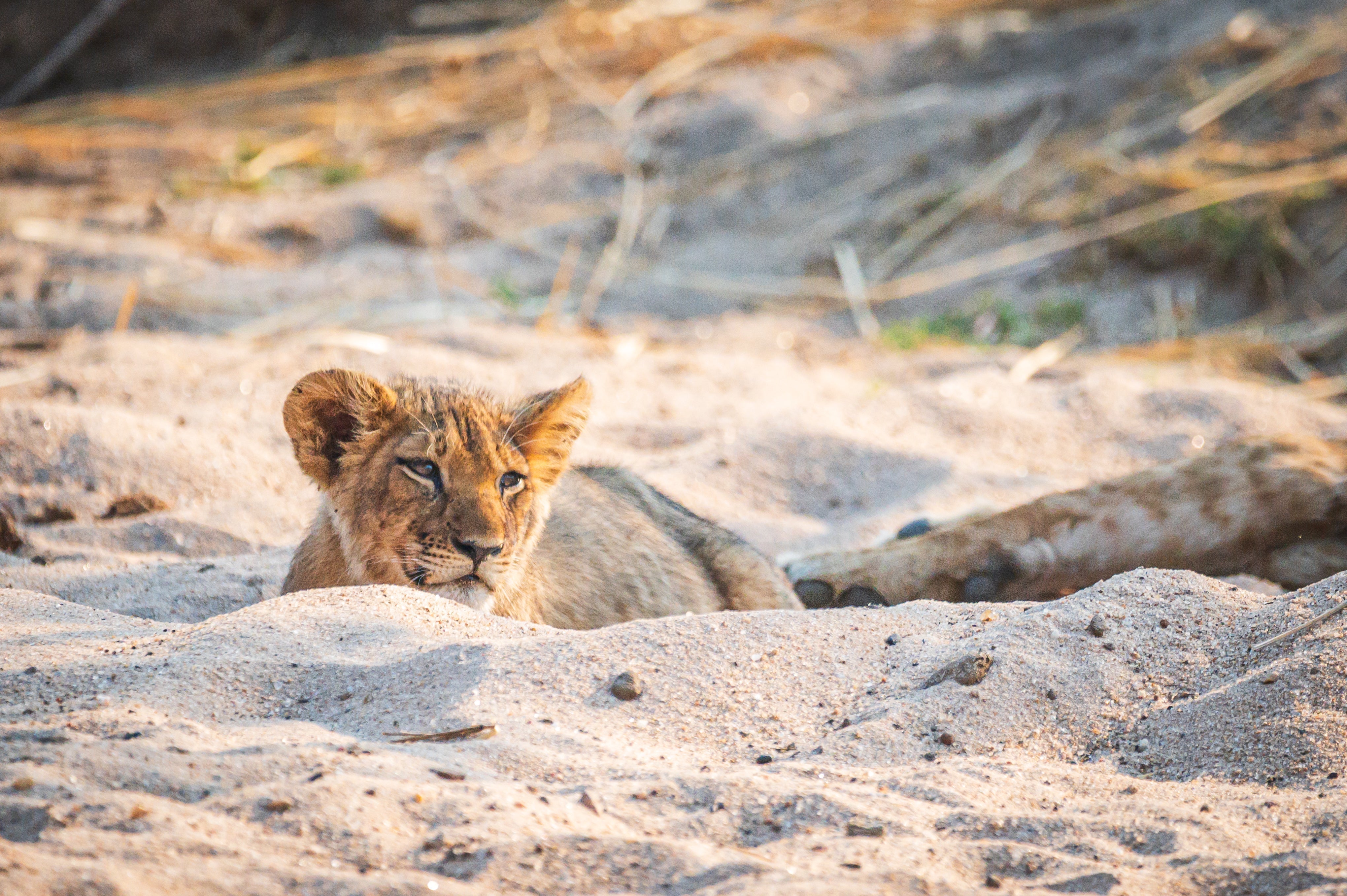 What to Expect on Your First Safari