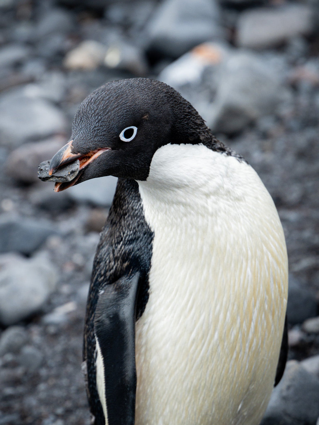 A Penguin's Pebble - Visiting This World