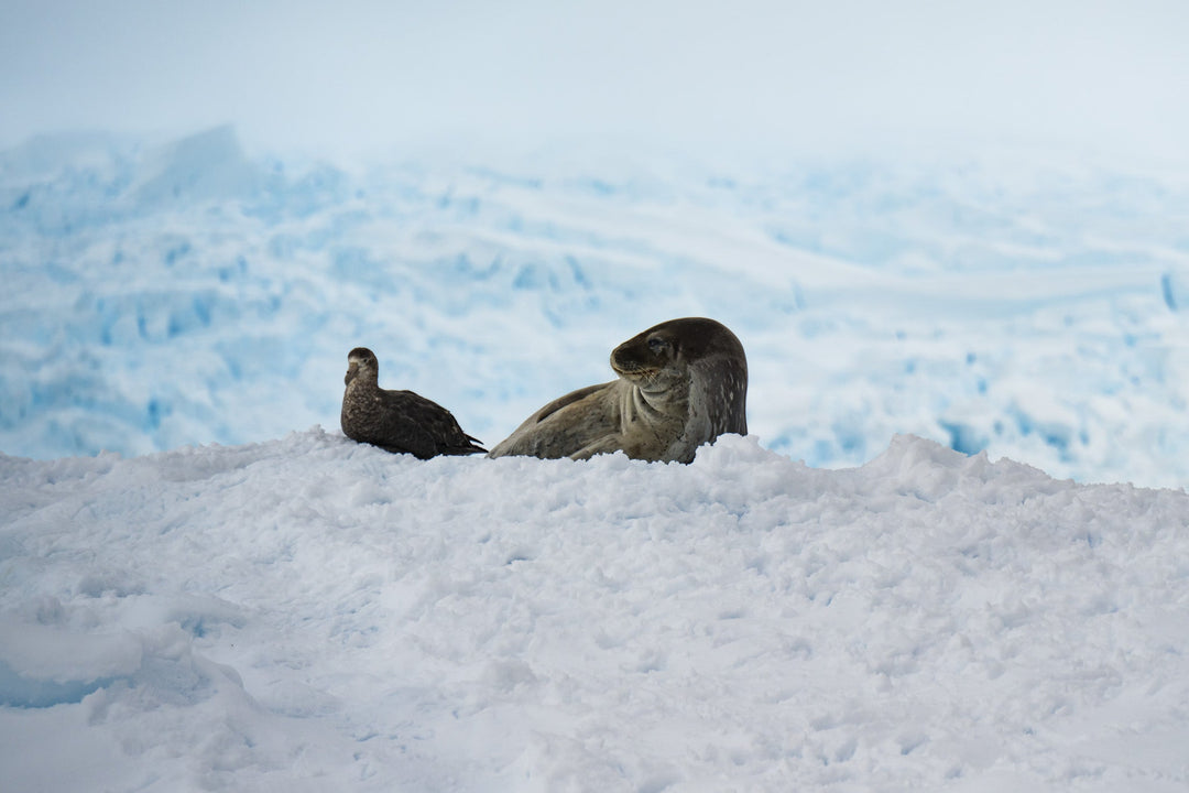 A Resting Pair - Visiting This World