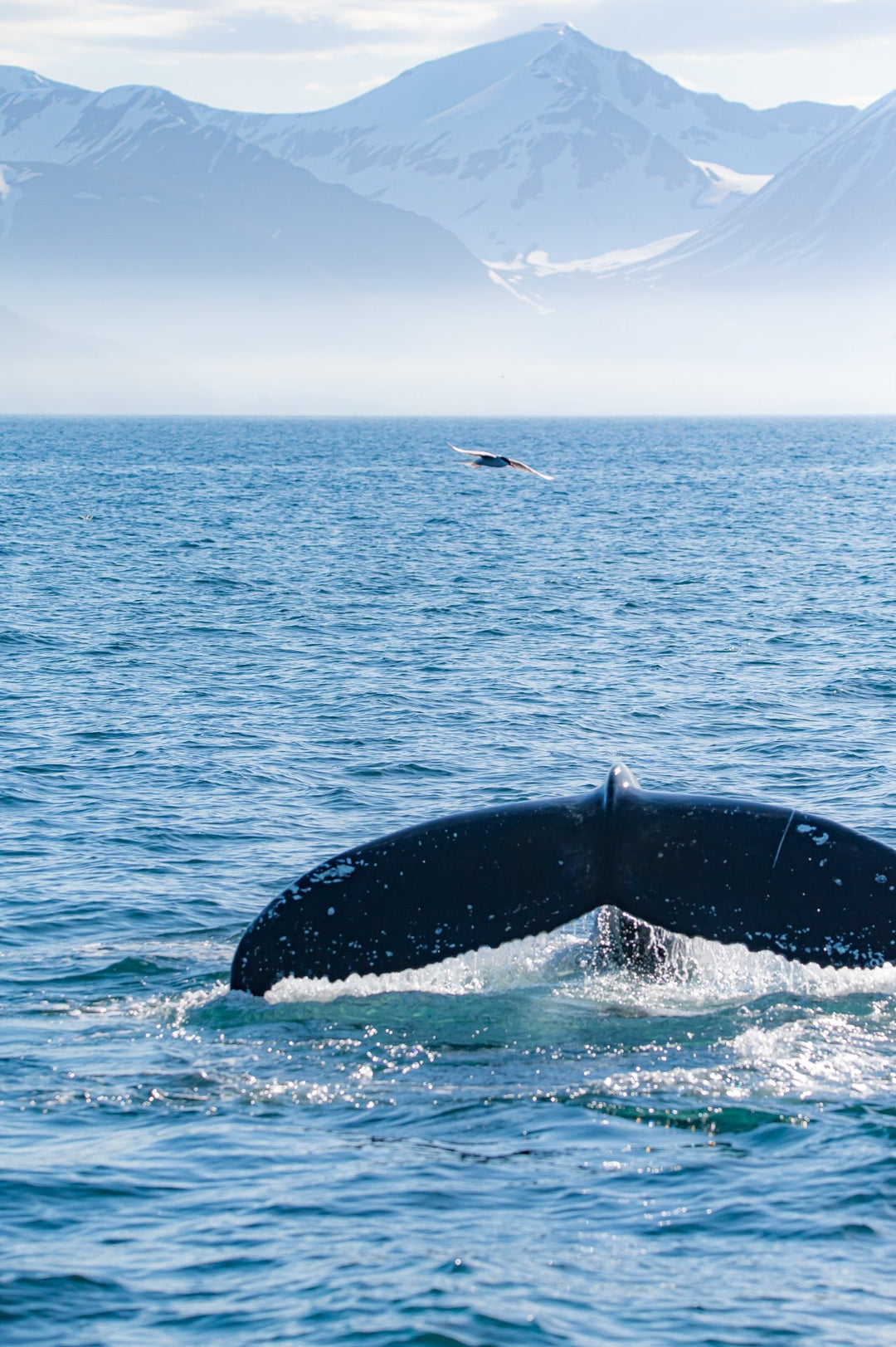 A Whale and A Mountain - Visiting This World