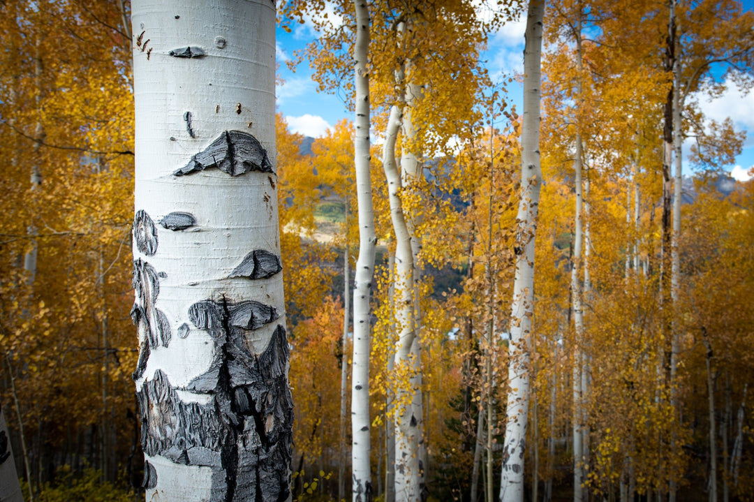 Aspens Changing - Visiting This World