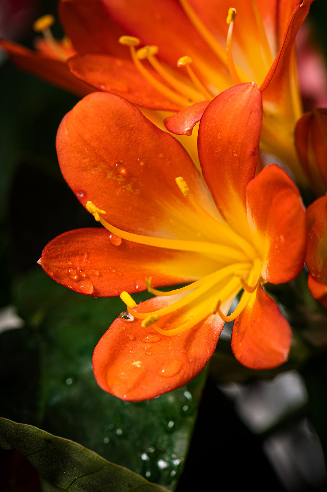 Bright Bush Lily - Visiting This World