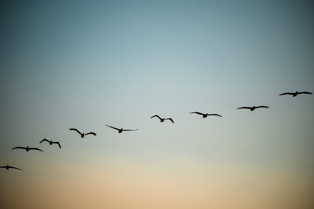 Brown Pelicans in Flight - Visiting This World