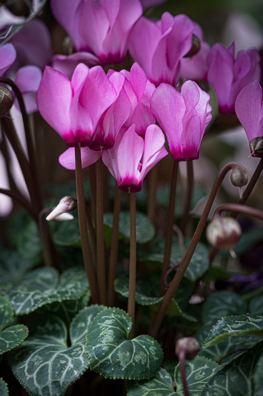 Cyclamen Reach - Visiting This World