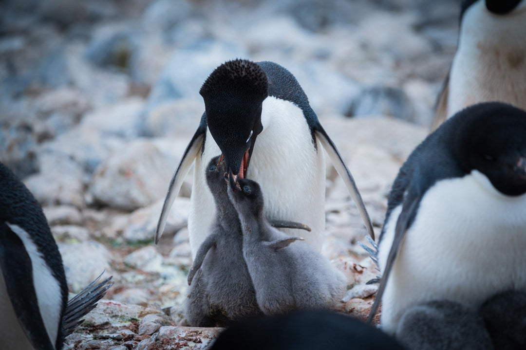 Feeding Time - Visiting This World