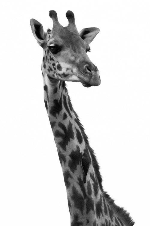 Giraffe Portrait in Black and White - Visiting This World