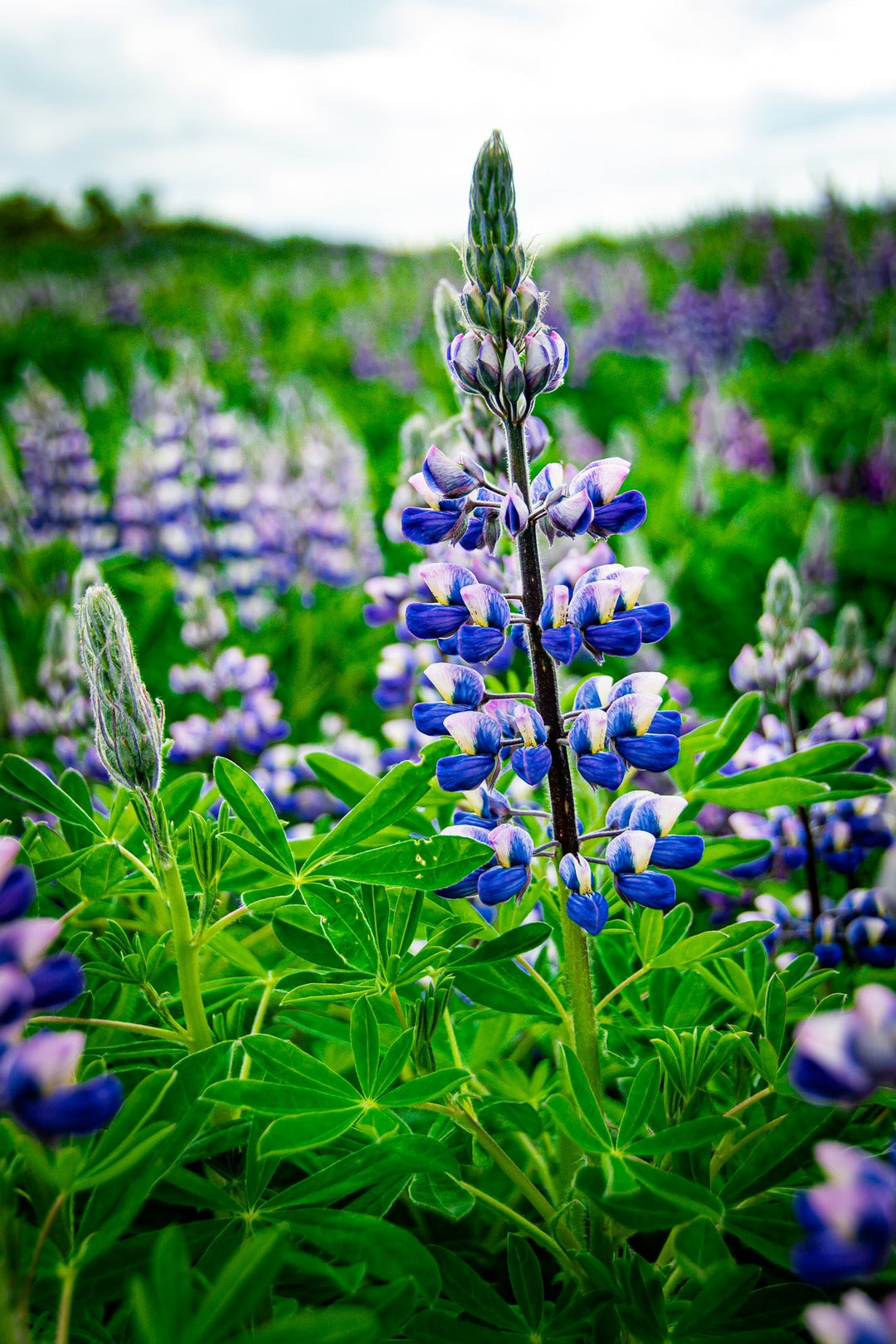 Glowing Lupin - Visiting This World