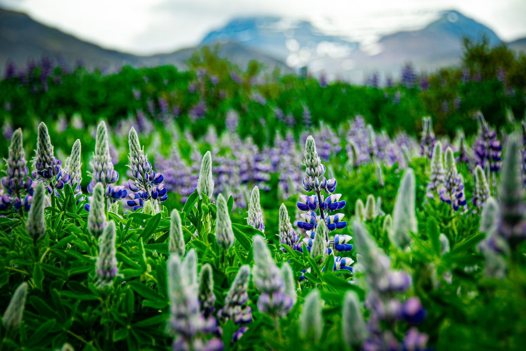 Glowing Lupin with Mountains - Visiting This World