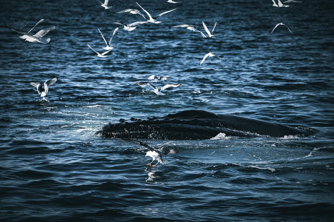 Humpback Hello - Visiting This World