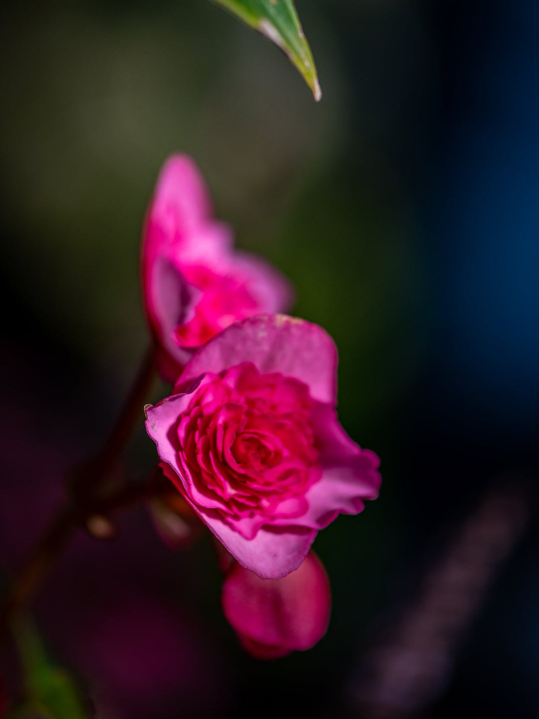 Hybrid Tea Rose - Visiting This World