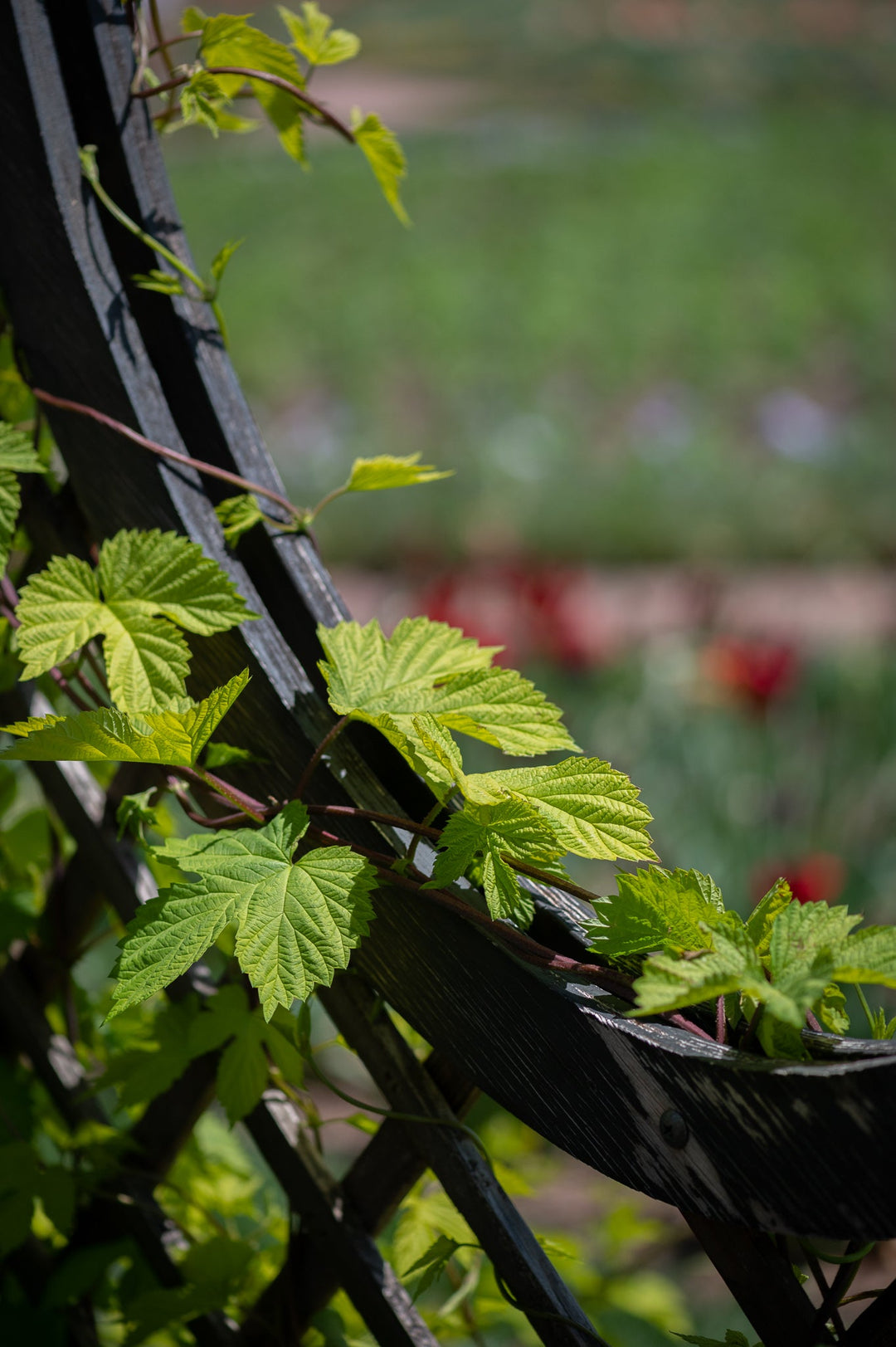 Ivy-Covered Fence - Visiting This World