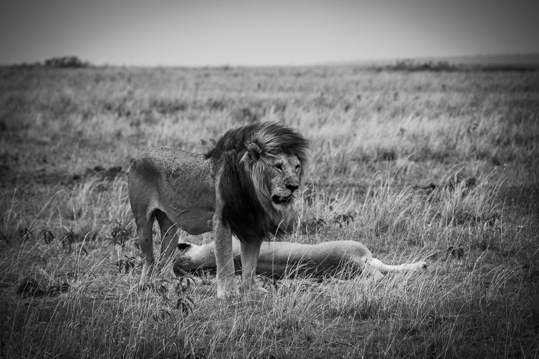 Mating Lions in Black and White - Visiting This World