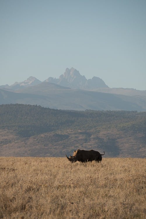 Mt. Kenya and The Bull - Visiting This World