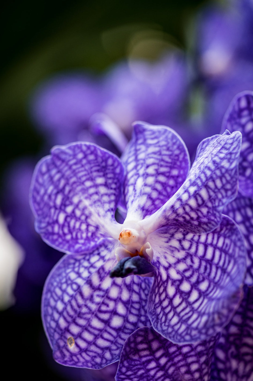 Orchid Detail - Visiting This World