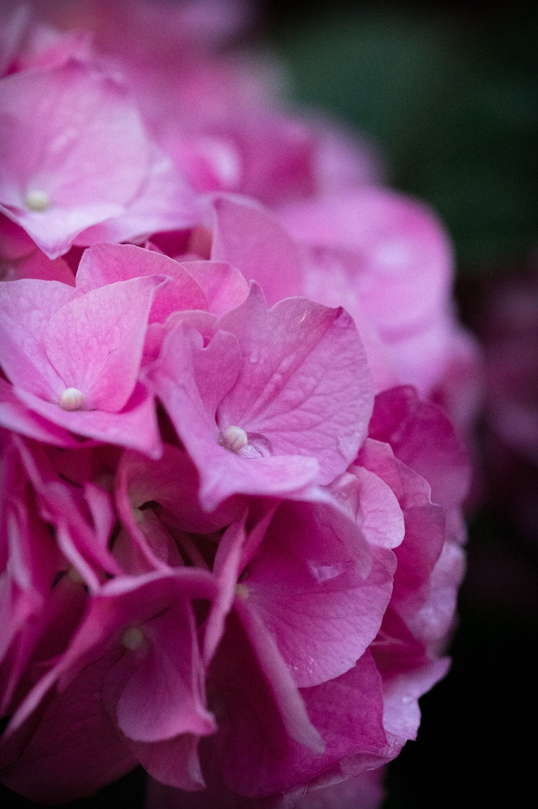 Pink Hydrangea Detail - Visiting This World