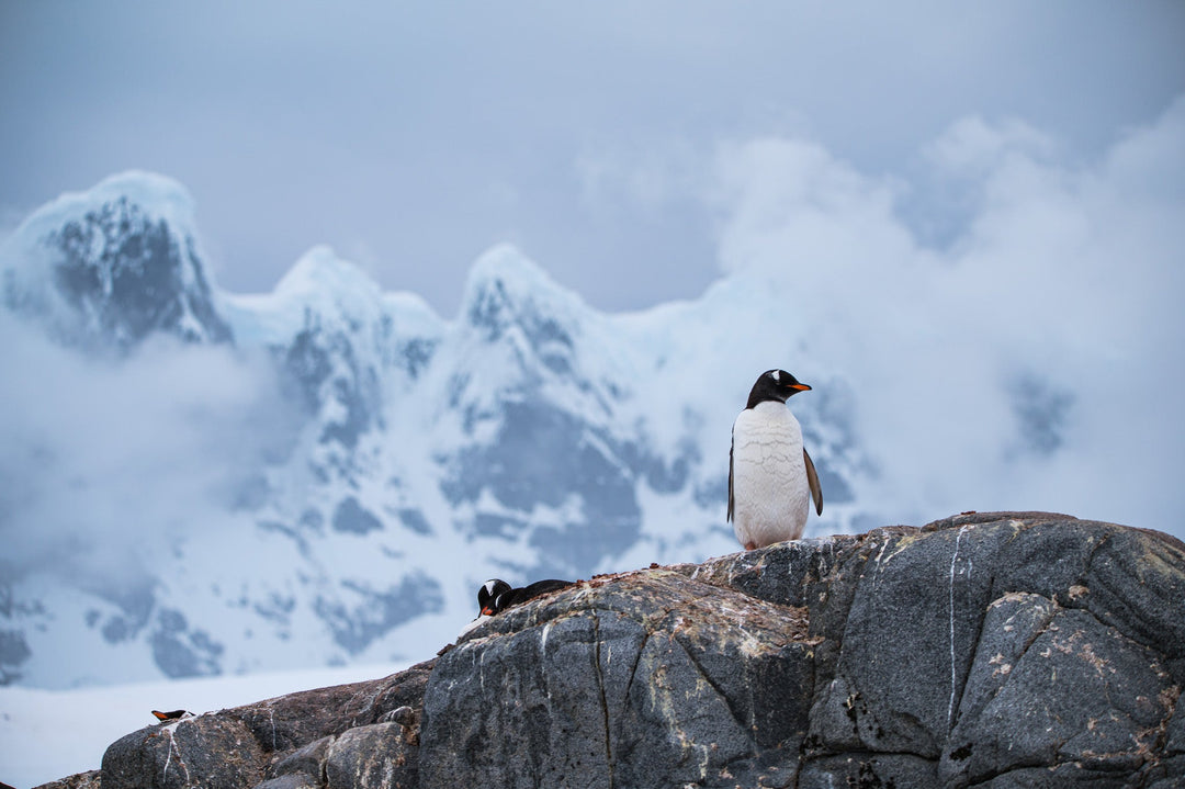 Poised Penguin - Visiting This World