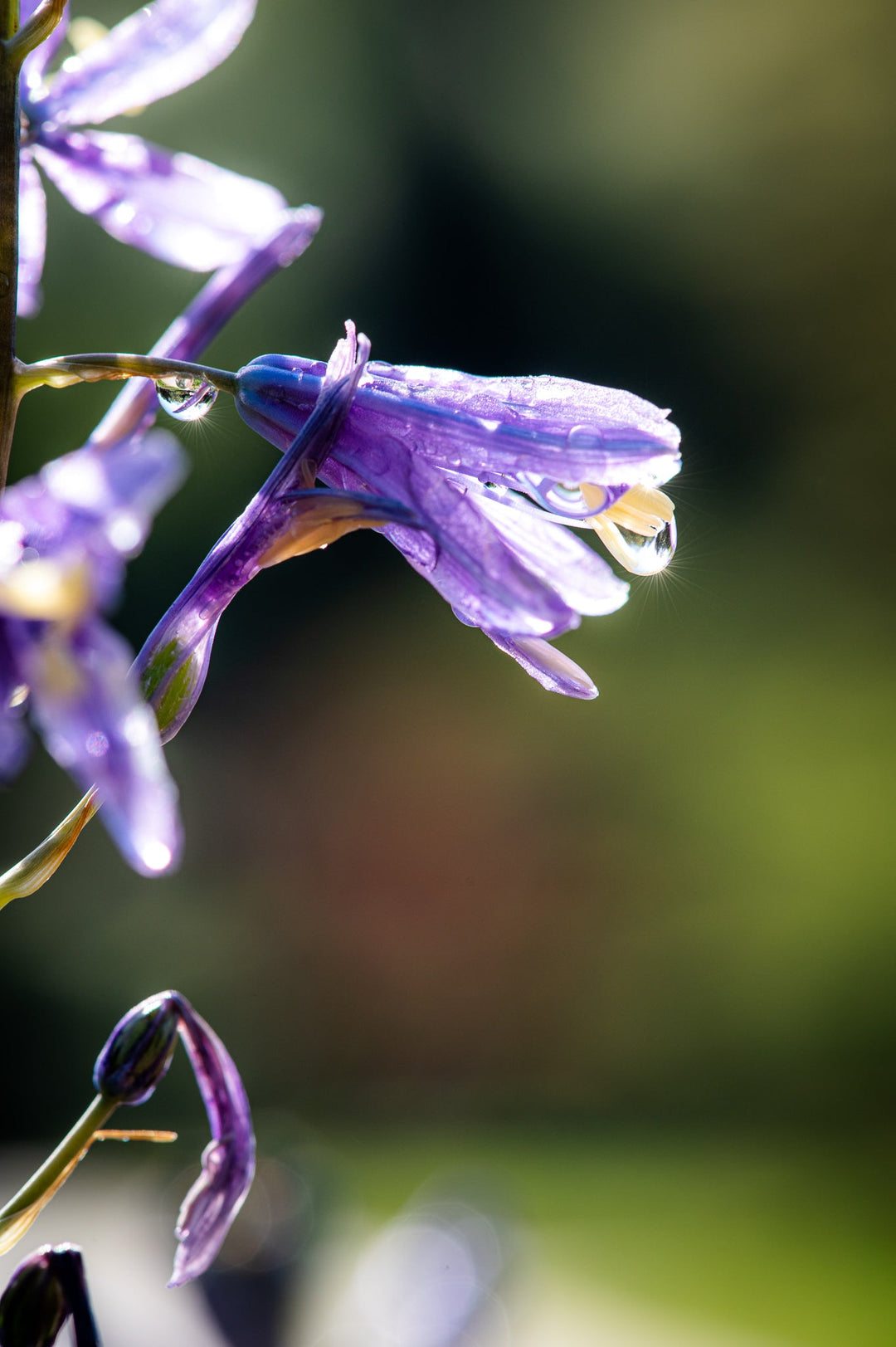 Purple Droplets - Visiting This World