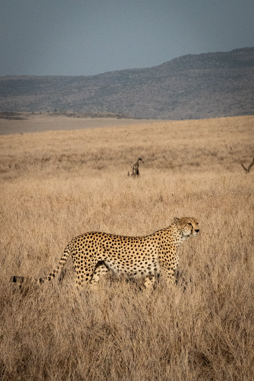 Regal Camouflage - Visiting This World