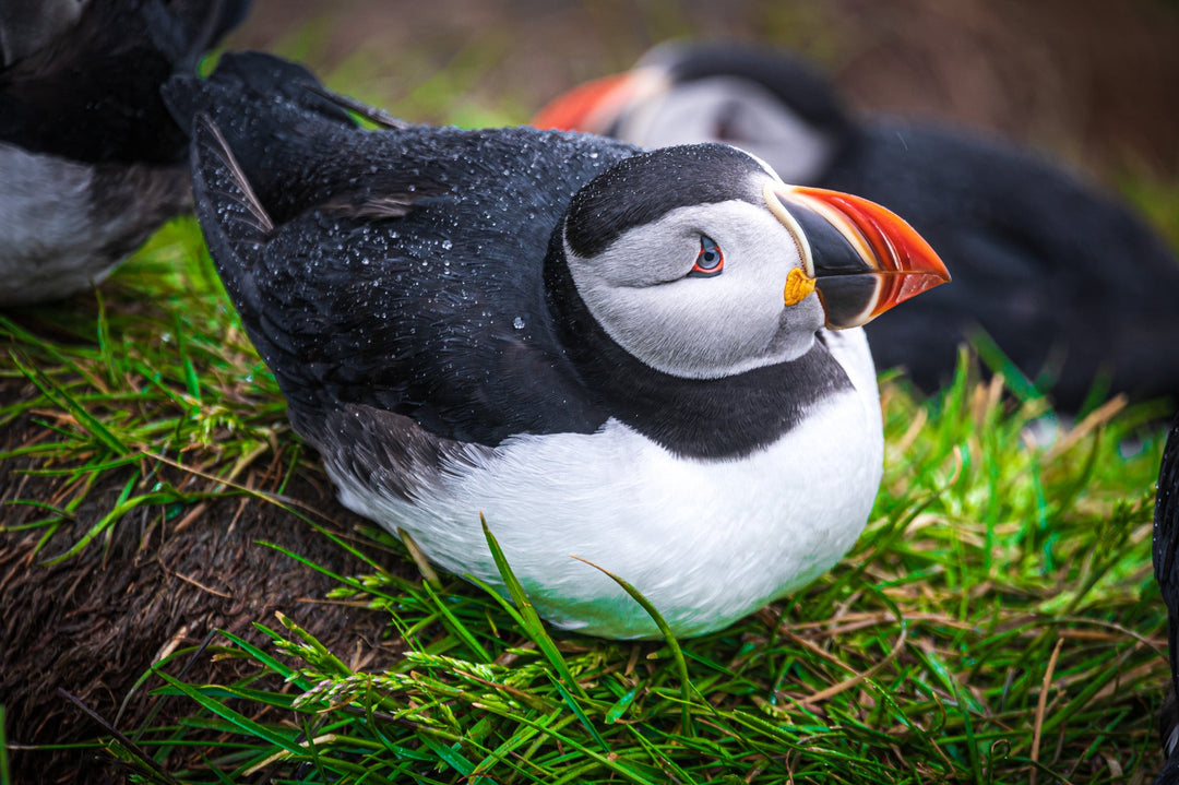 Resting Puffin - Visiting This World