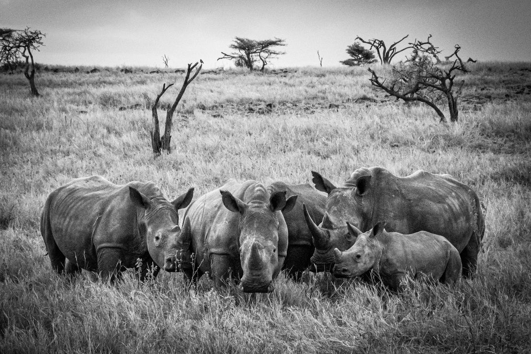 Rhino Family in Black and White - Visiting This World