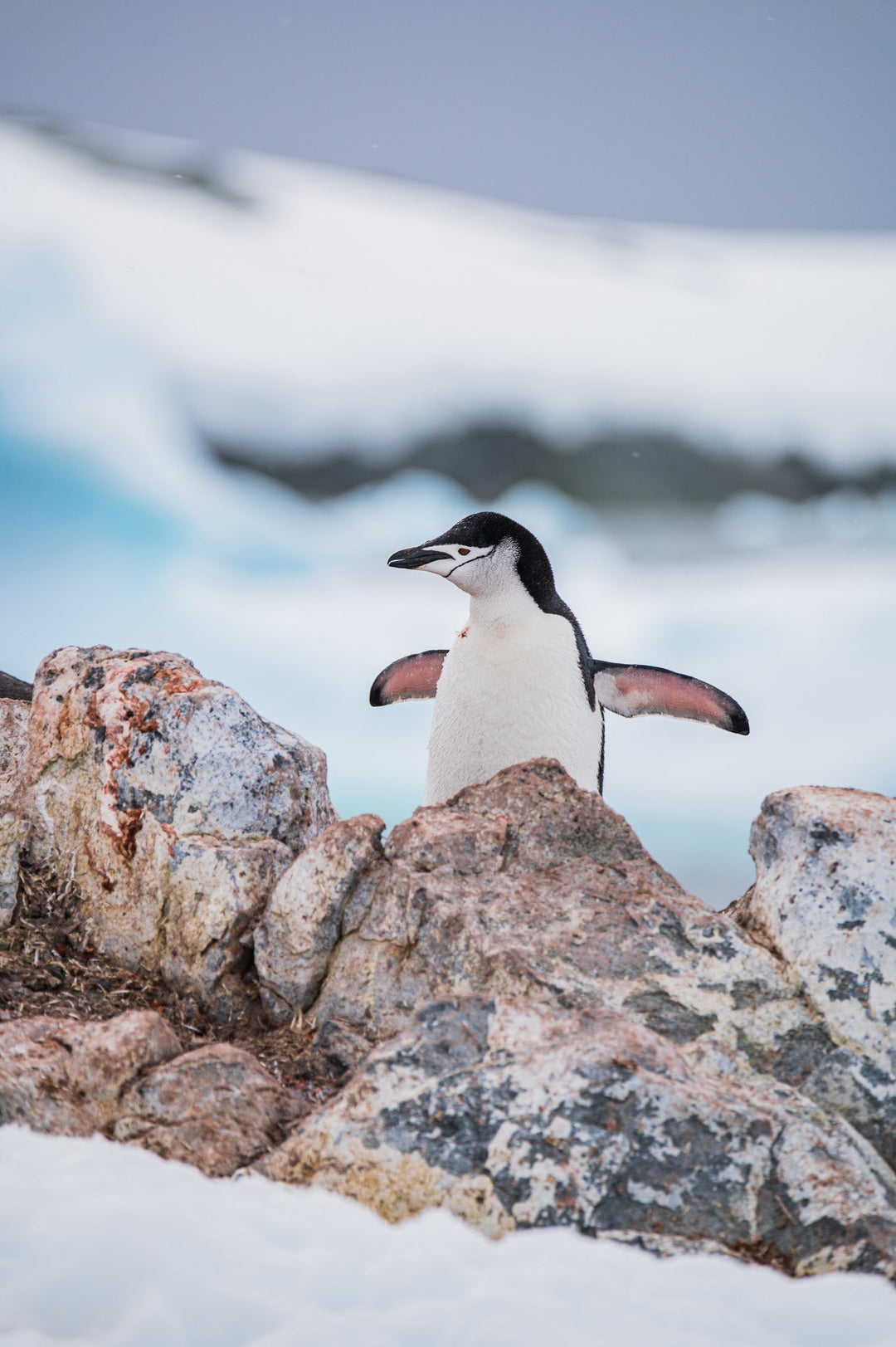 Stretched Penguin - Visiting This World