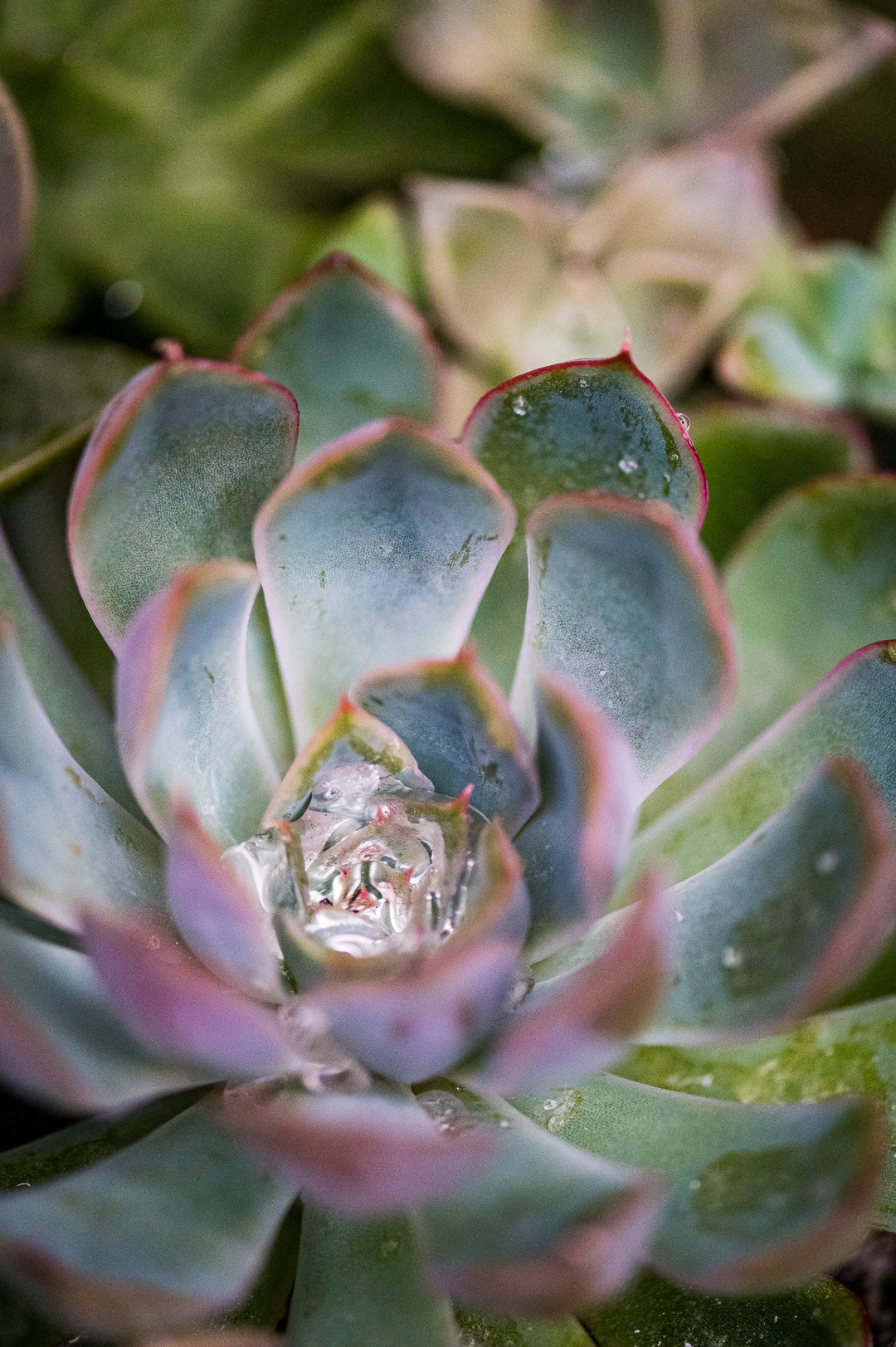 Stunning Succulent - Visiting This World