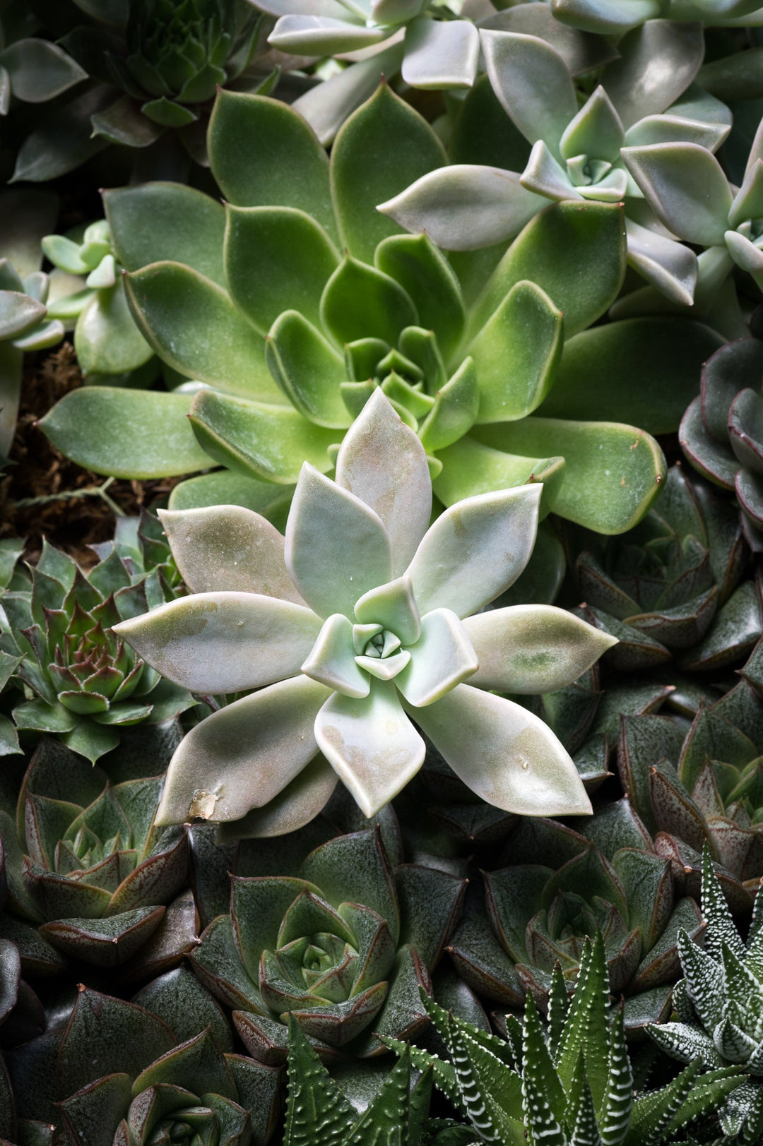 Succulent Array - Visiting This World