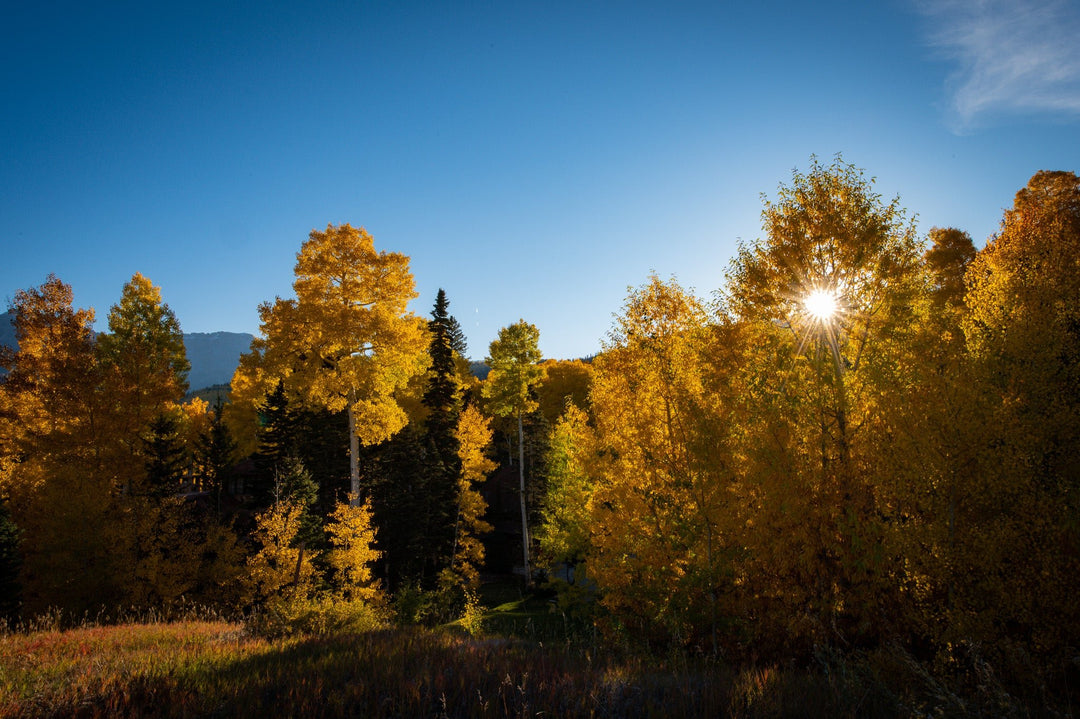 Sun Through the Aspens - Visiting This World