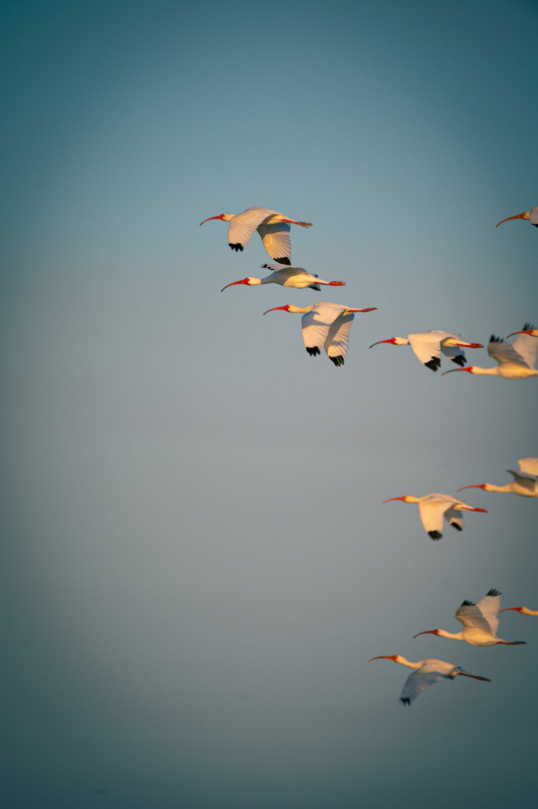 White Ibis in Flight - Visiting This World