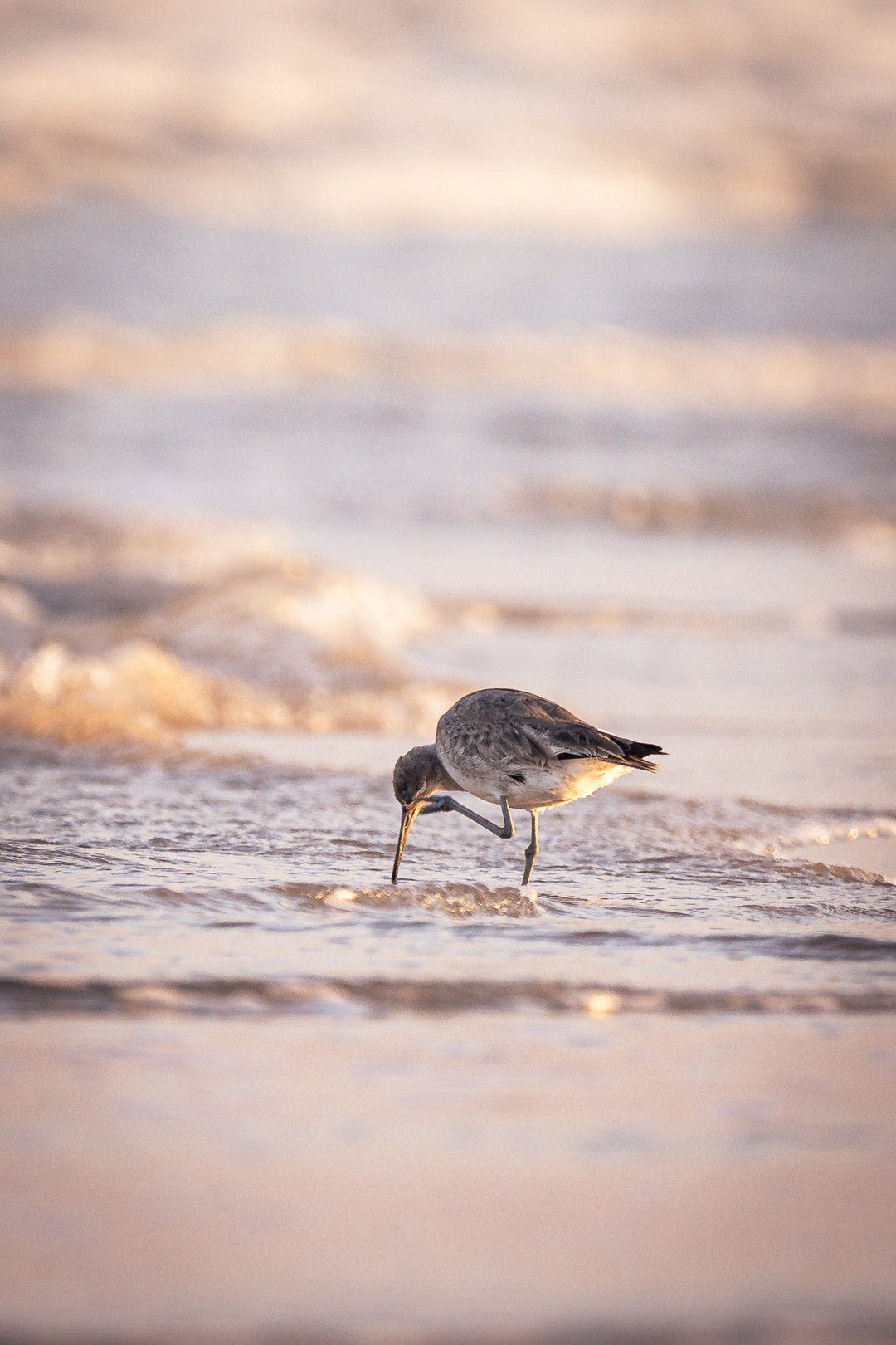 Willet Itch - Visiting This World