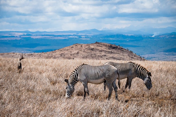 Zebra-Striped Expanse - Visiting This World