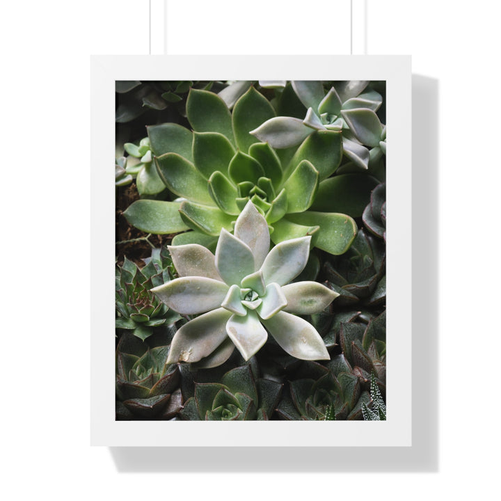 Succulent Array - Framed Print