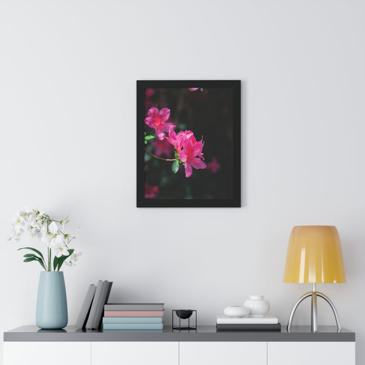 Standout Azalea - Framed Print