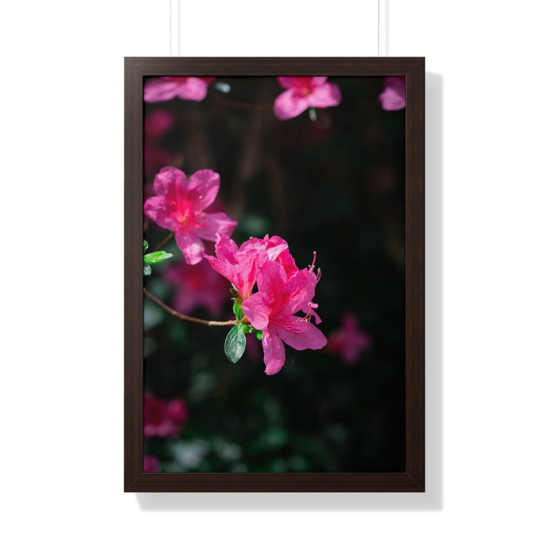 Standout Azalea - Framed Print