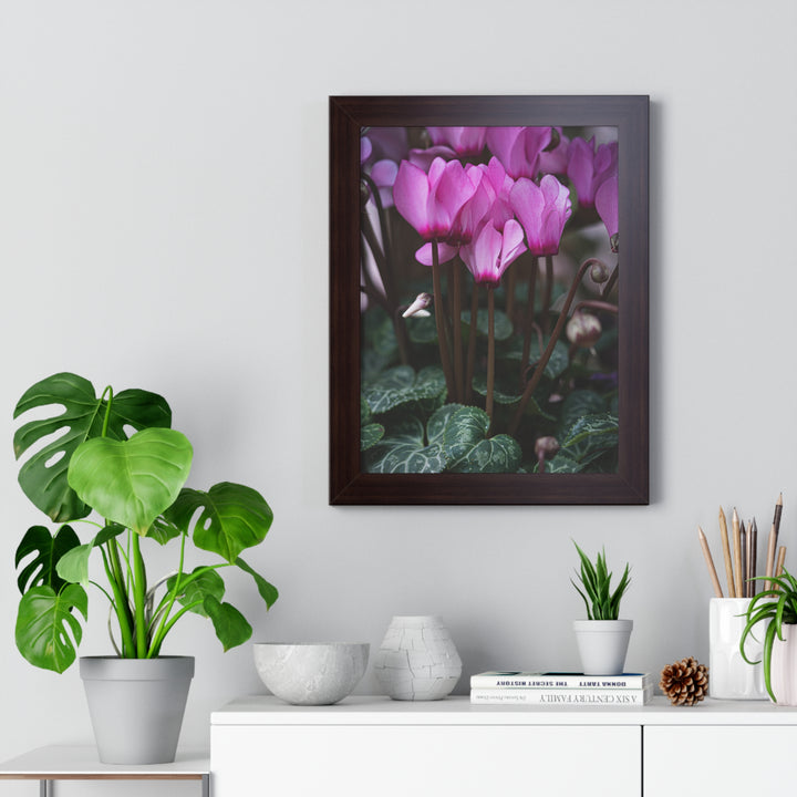 Cyclamen Reach - Framed Print