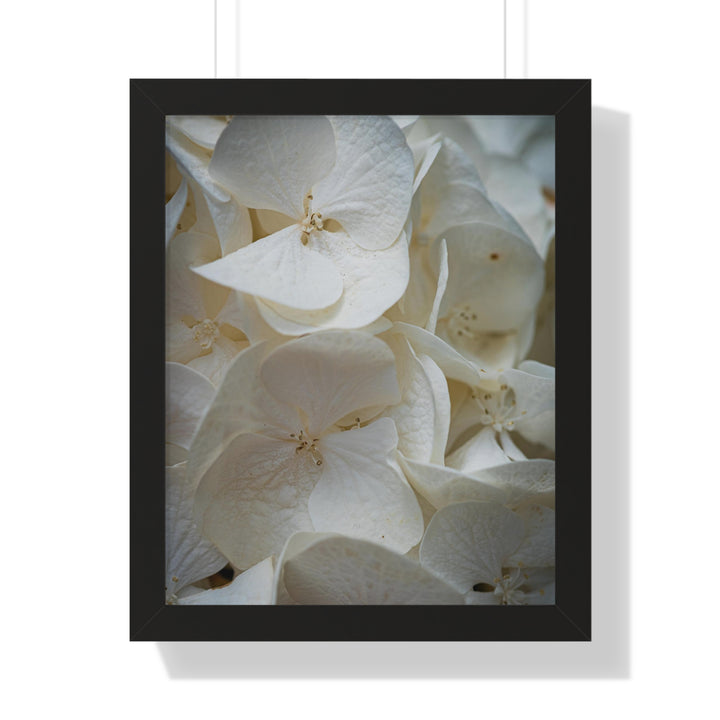White Hydrangea Detail - Framed Print