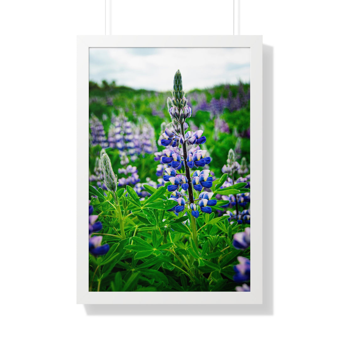 Glowing Lupin - Framed Print