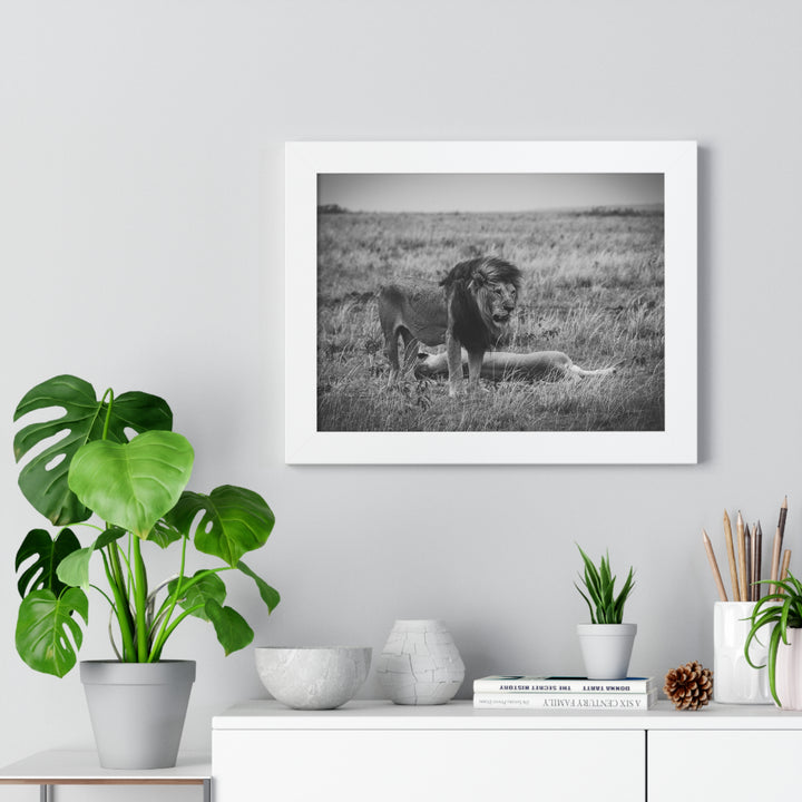 Mating Lions in Black and White - Framed Print