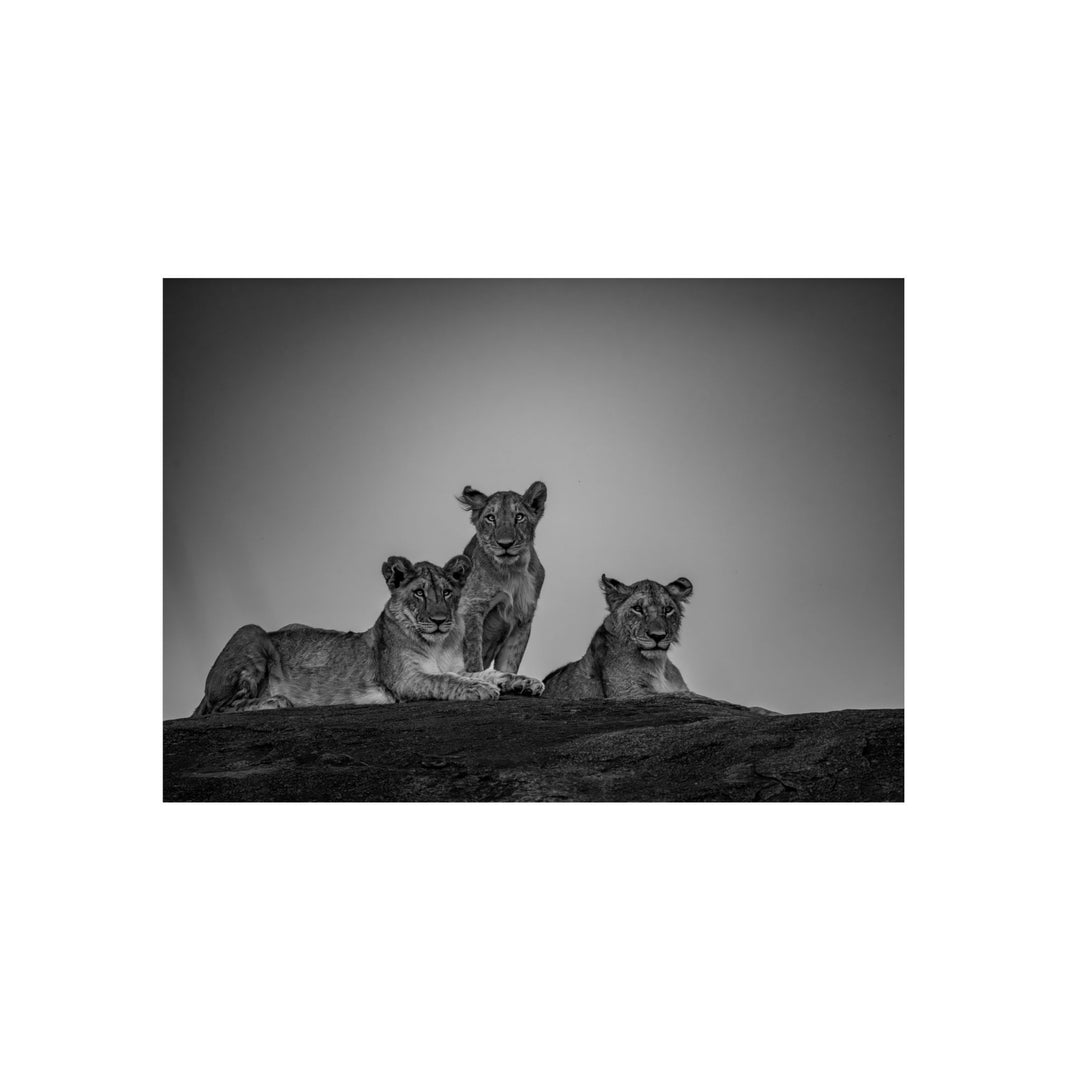 When the Light Fades Black and White | Aluminum Wall Art | Elemental Escape Collection