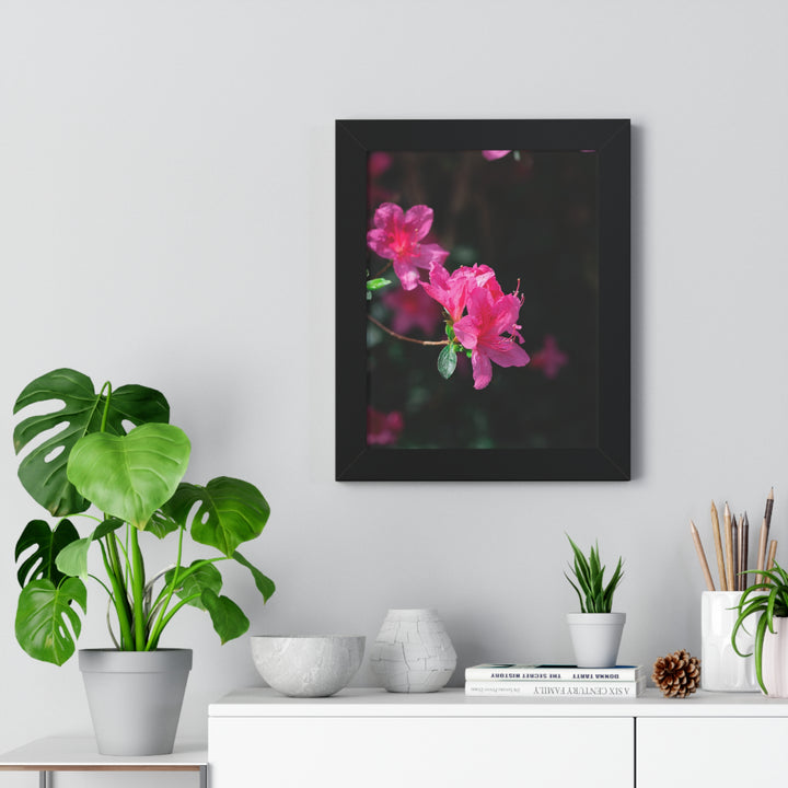 Standout Azalea - Framed Print
