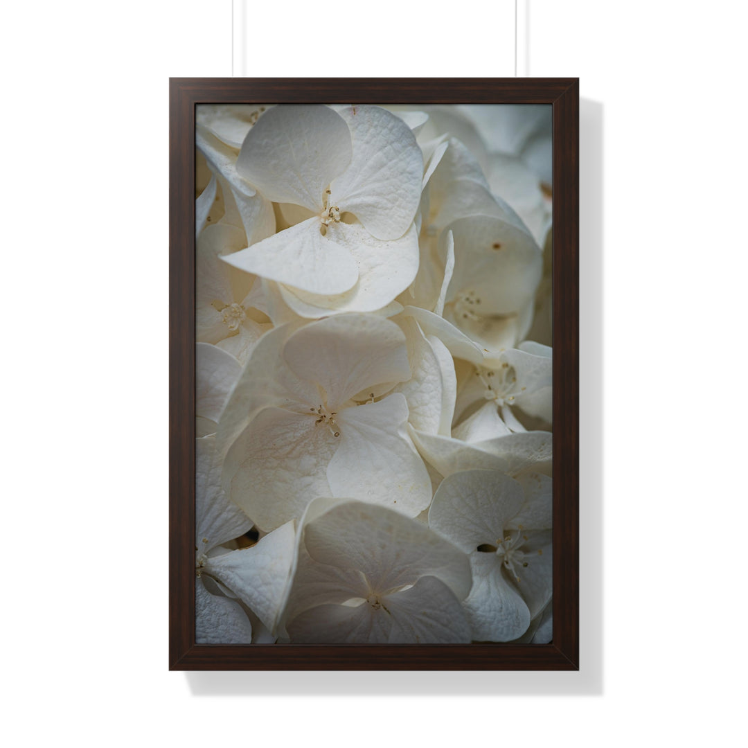 White Hydrangea Detail - Framed Print