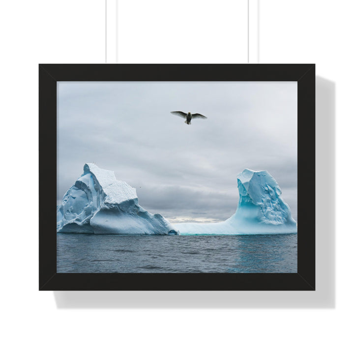 Antarctic Flight - Framed Print