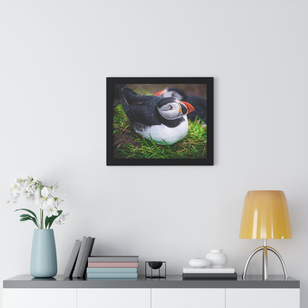 Resting Puffin - Framed Print