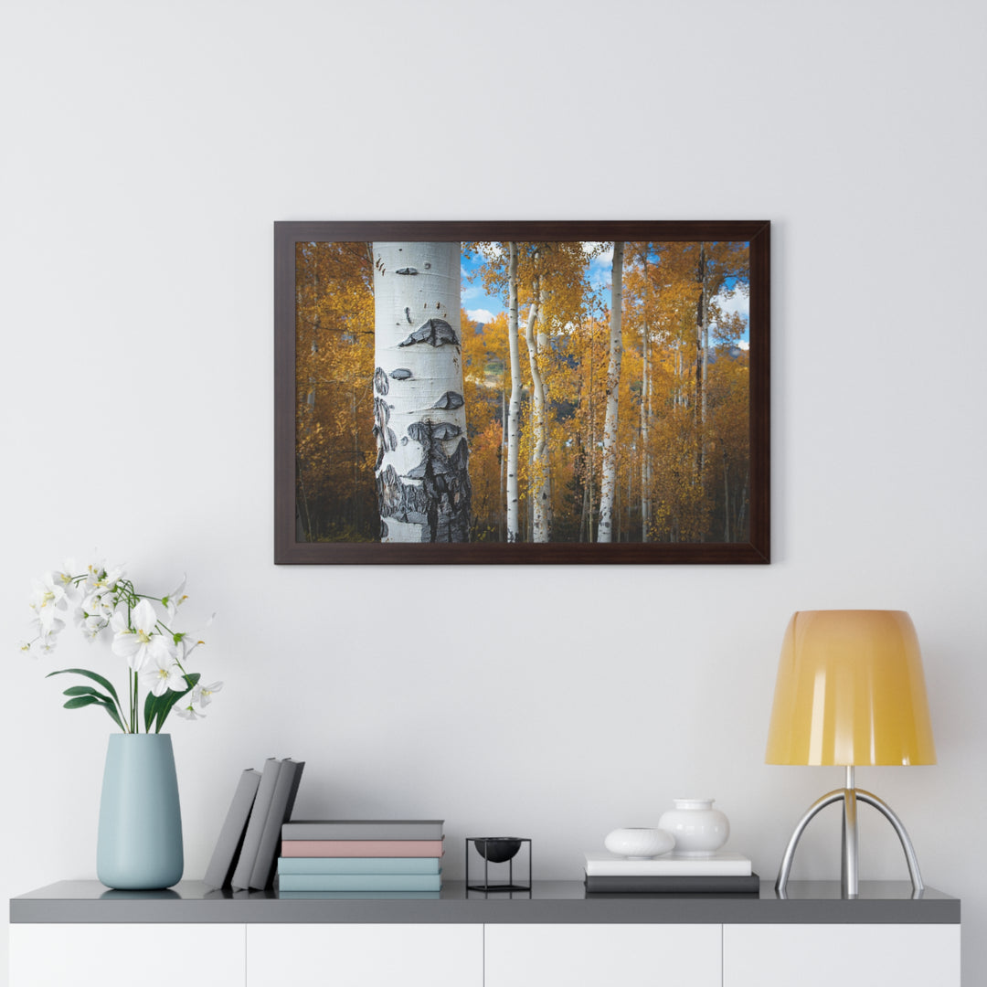 Aspens Changing - Framed Print