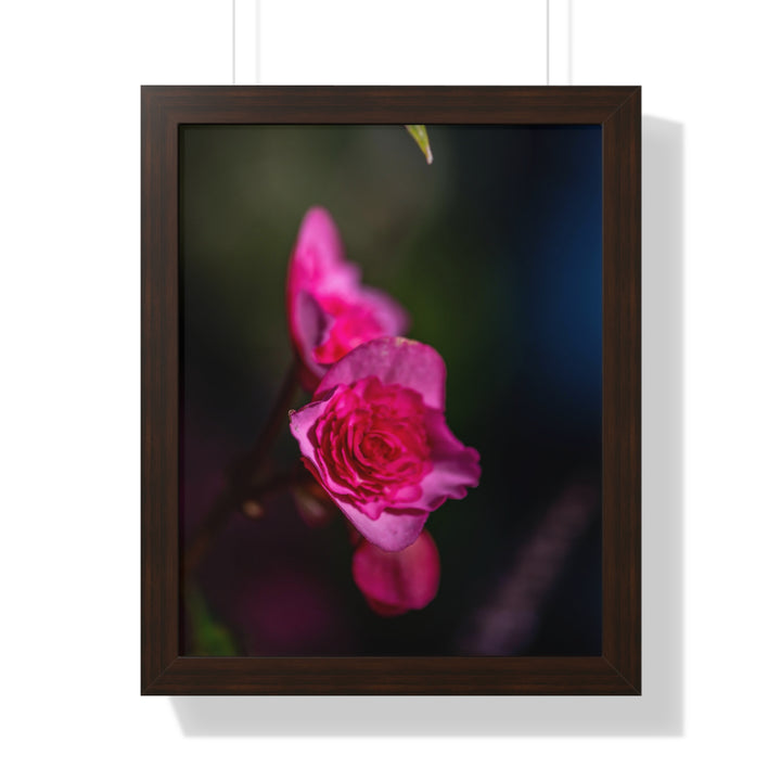 Hybrid Tea Rose - Framed Print